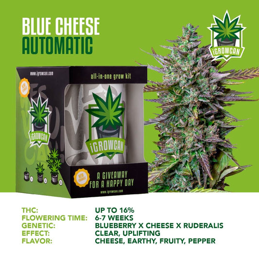 iGrowcan - Blue Cheese Automatic