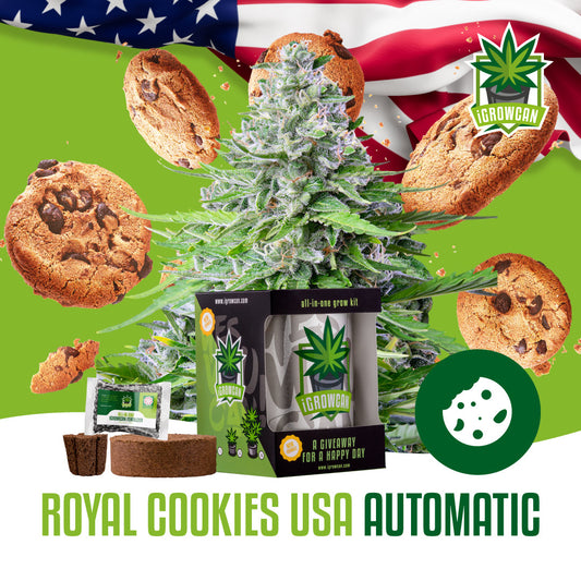 iGrowcan - Royal Cookies Automatic