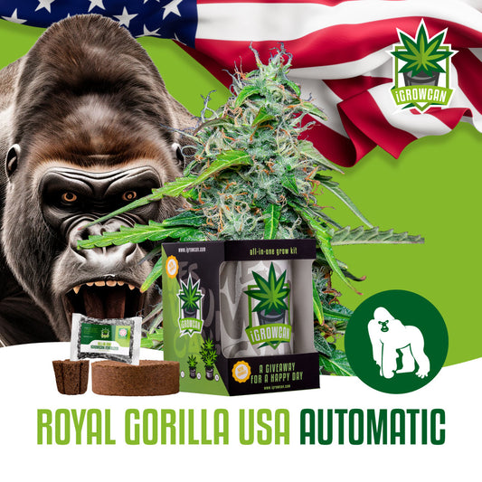 iGrowcan - Royal Gorilla Automatic