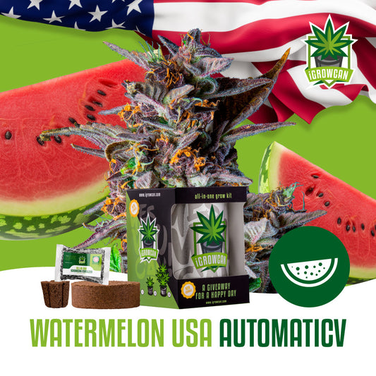 iGrowcan - Watermelon Automatic