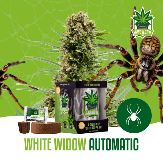 iGrowcan - White Widow Automatic